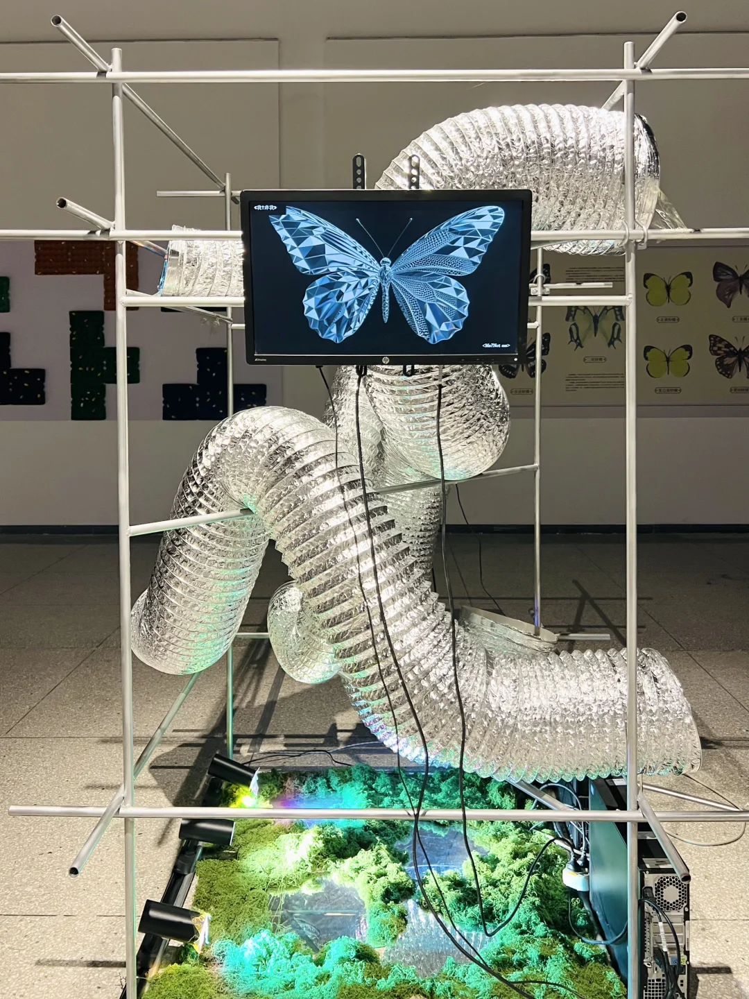 武汉新展！蓝色蝴蝶?美哭了！！