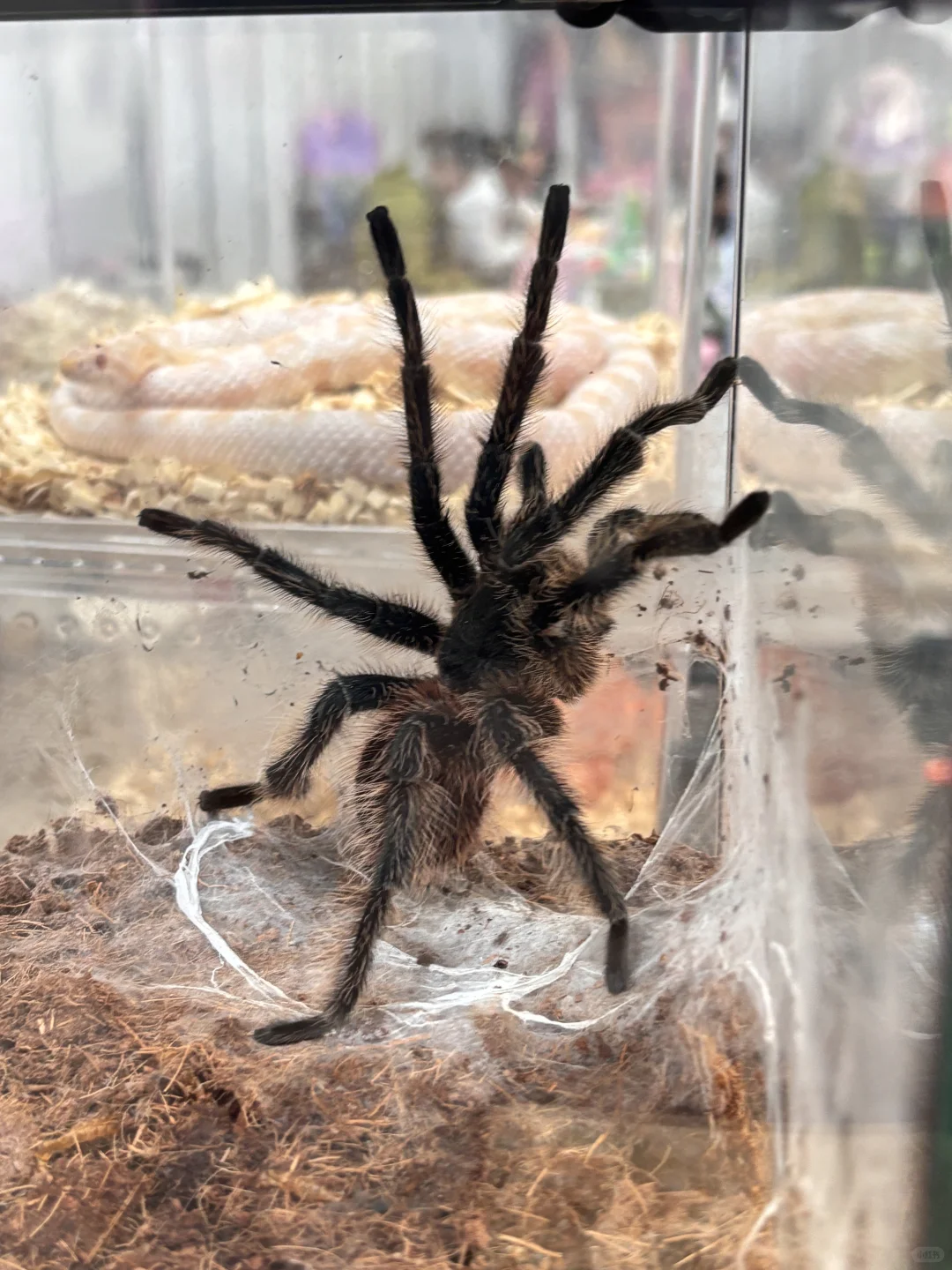 来正定会展中心薅到了宠物零食滴羊毛哈哈