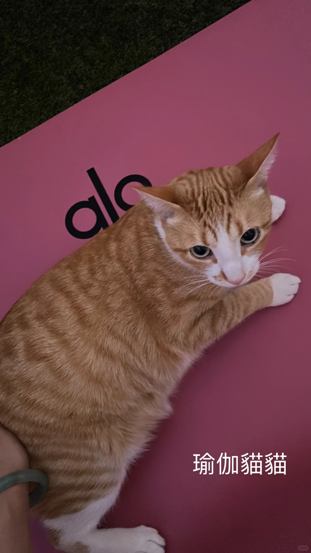 ??LA?瑜伽少婦的日常????‍♀️??