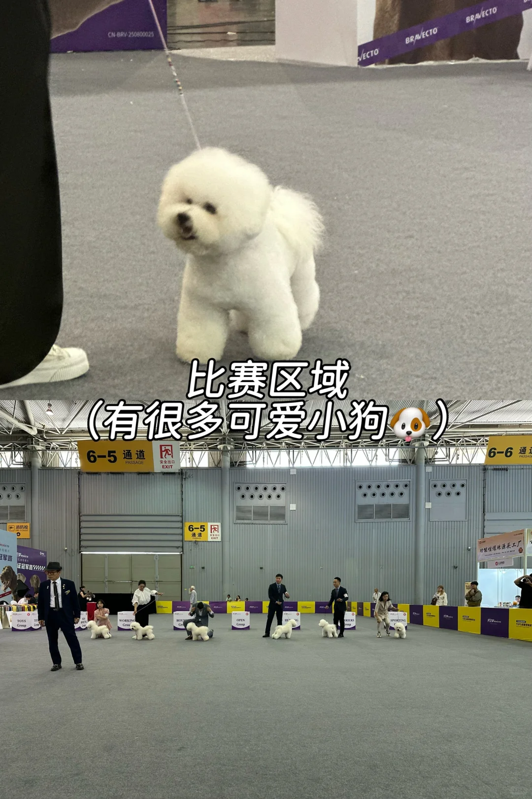 成都宠博会一日游（含薅羊毛小攻略）