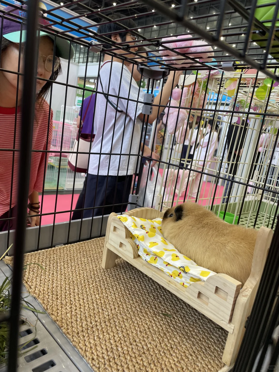 我们参加会展了兔子草饼铺子