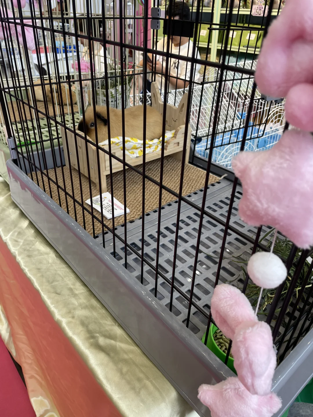 我们参加会展了兔子草饼铺子