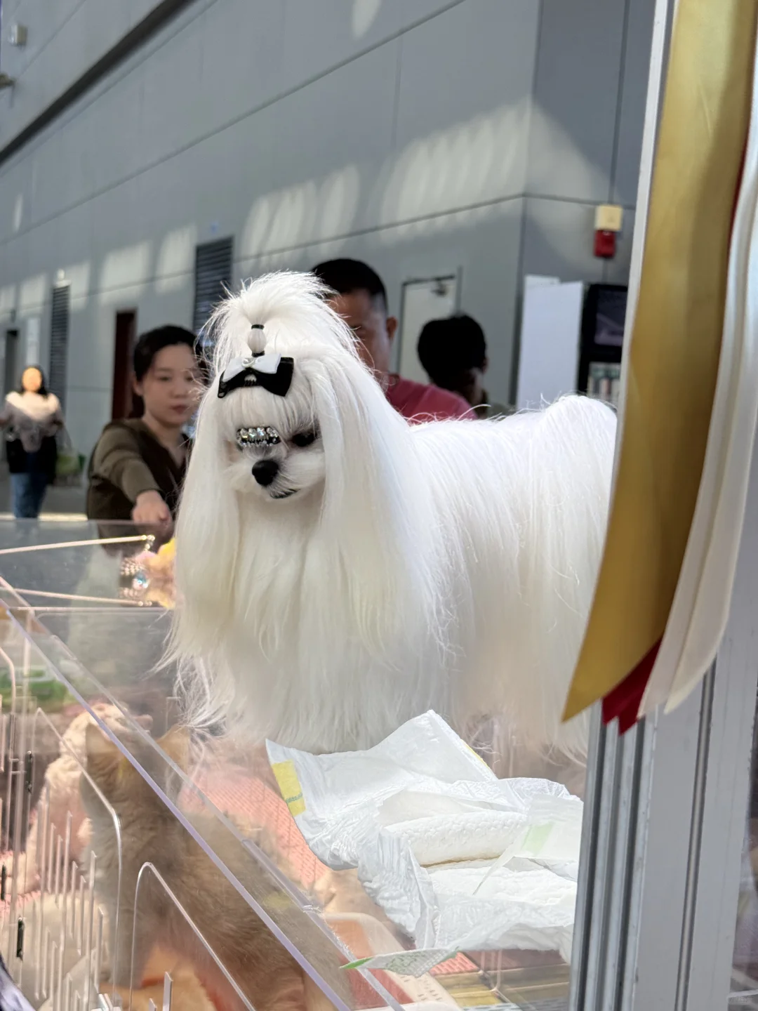 华北宠物展上价值9w的小马