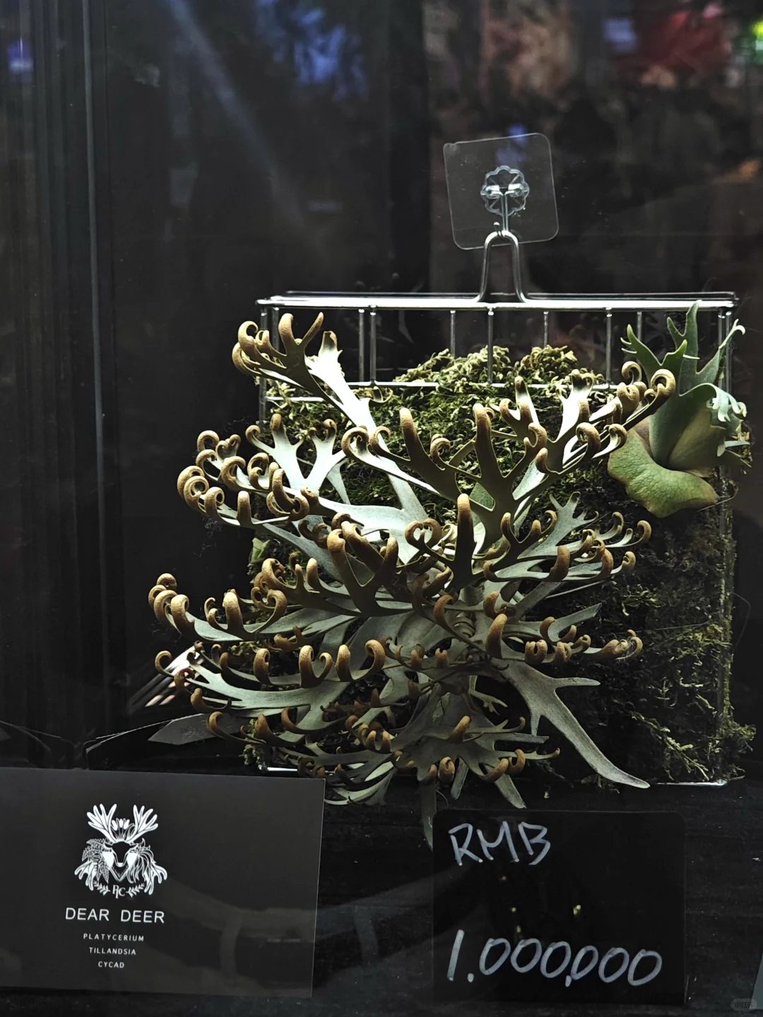 逛热植展就是有种太监逛青楼的无力感