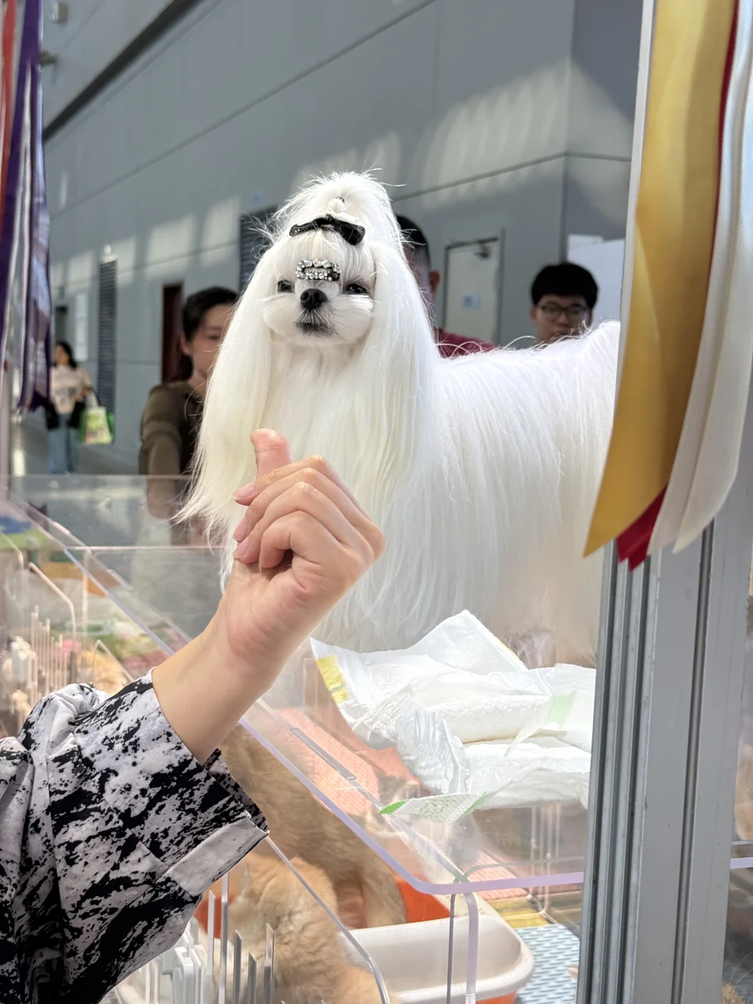 华北宠物展上价值9w的小马