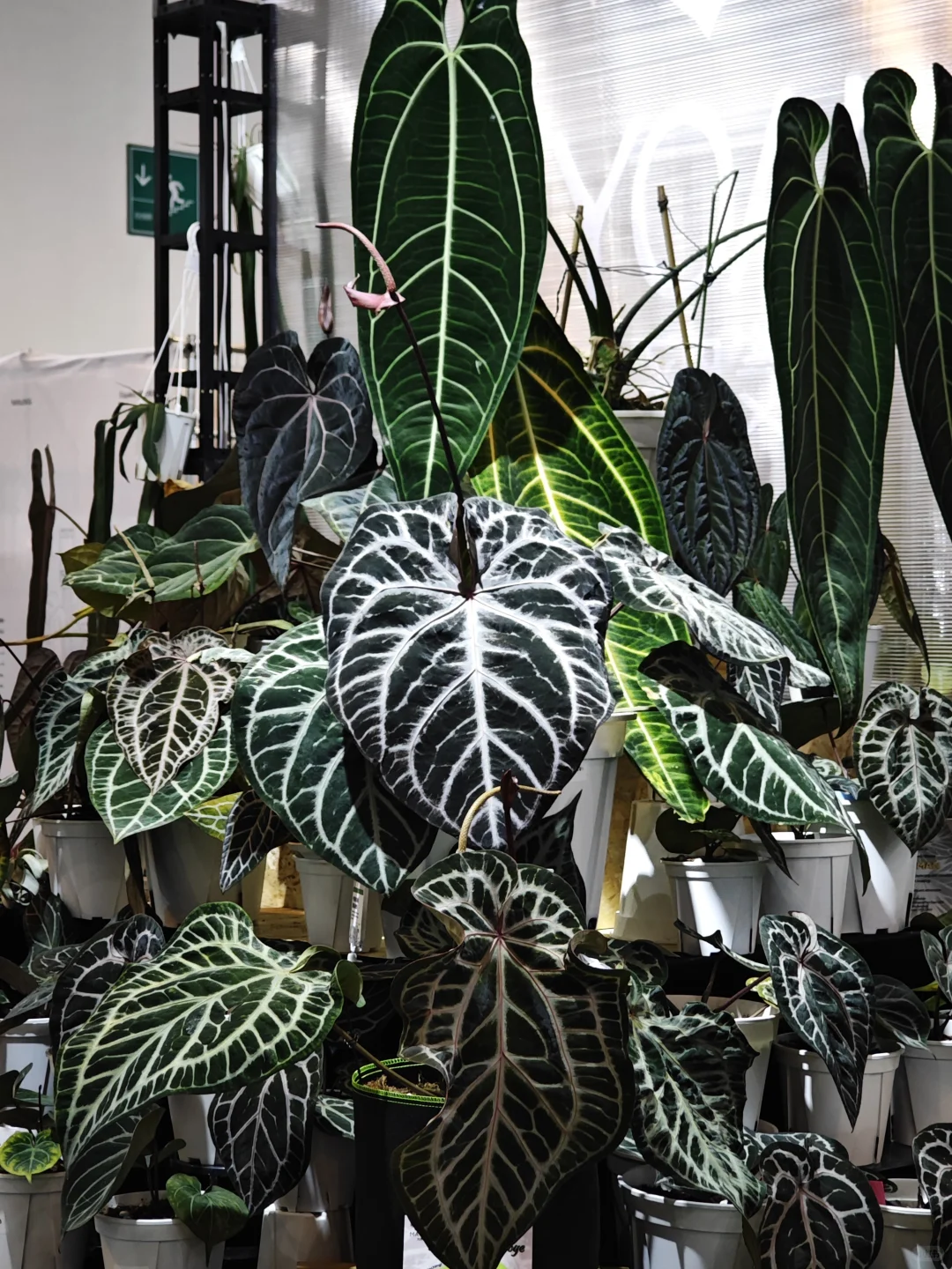 逛热植展就是有种太监逛青楼的无力感