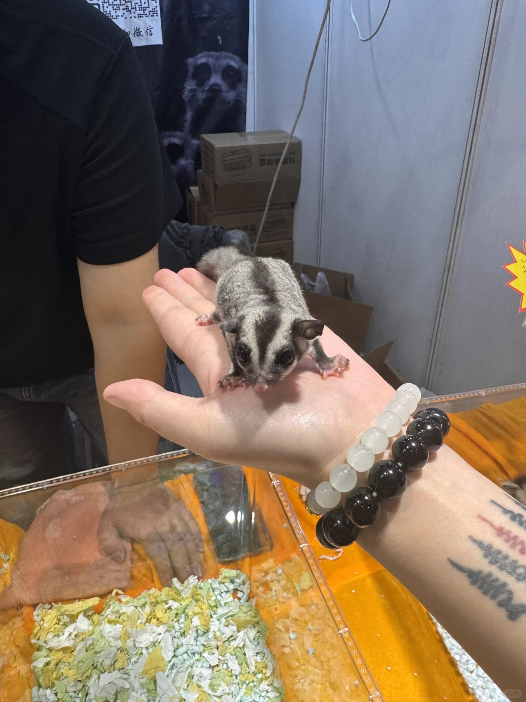 成都宠博会｜周末逛展攻略！给毛孩子薅羊毛