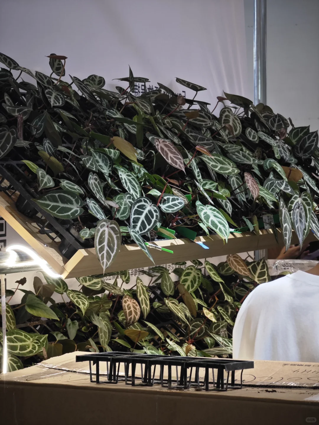 逛热植展就是有种太监逛青楼的无力感