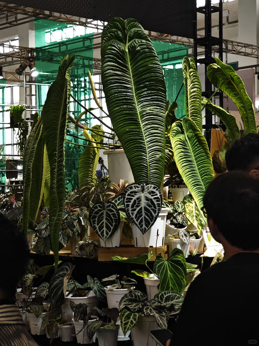 逛热植展就是有种太监逛青楼的无力感