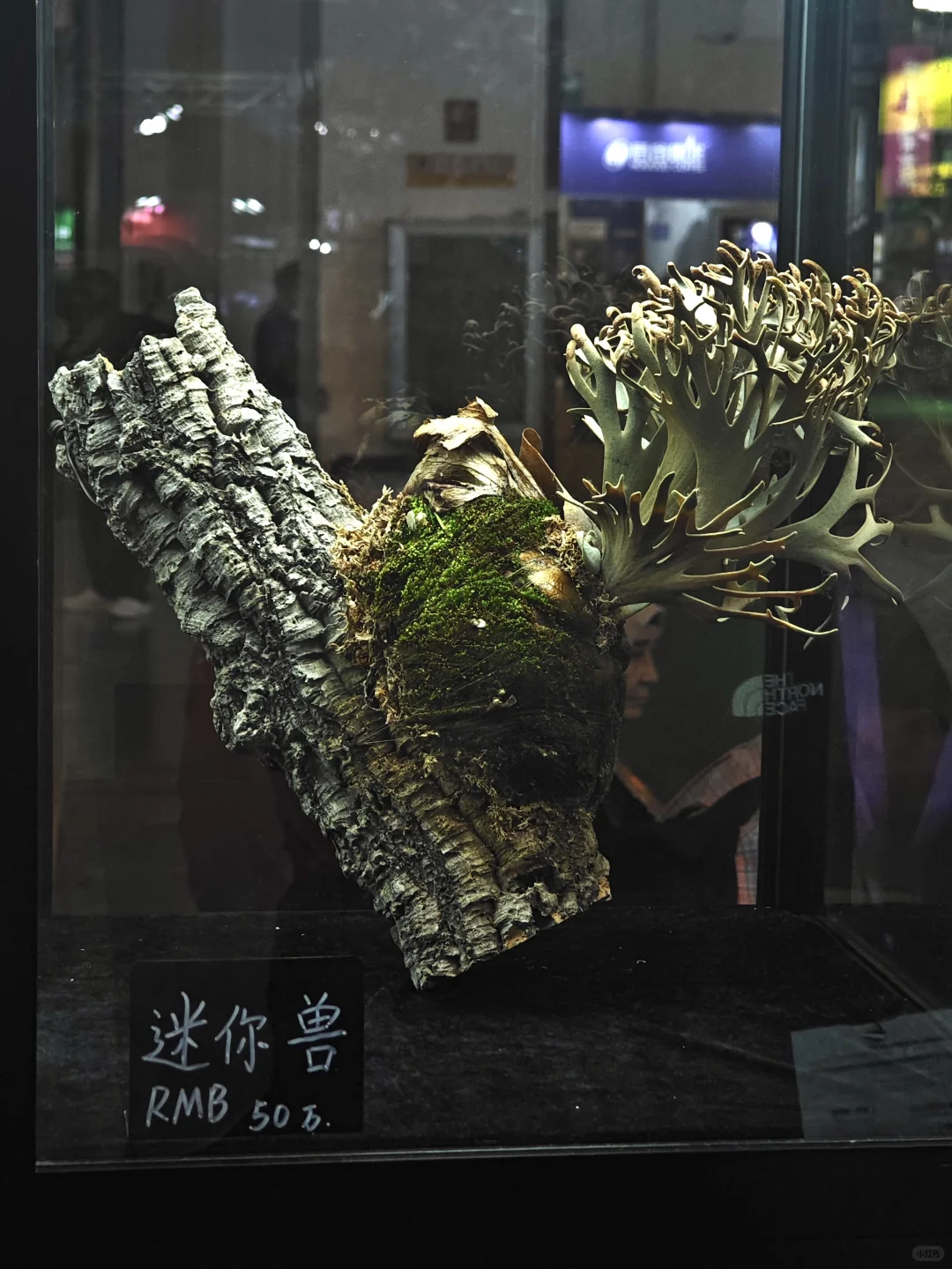 逛热植展就是有种太监逛青楼的无力感