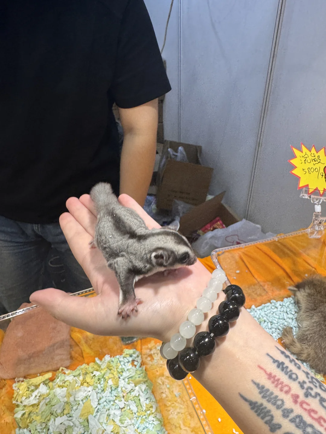 成都宠博会｜周末逛展攻略！给毛孩子薅羊毛