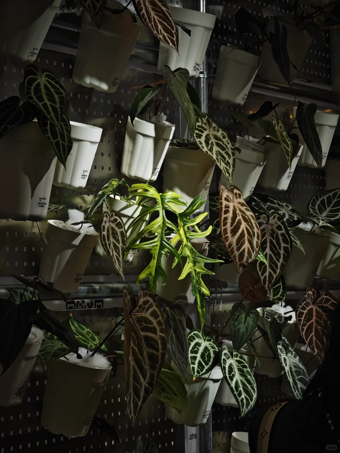 逛热植展就是有种太监逛青楼的无力感