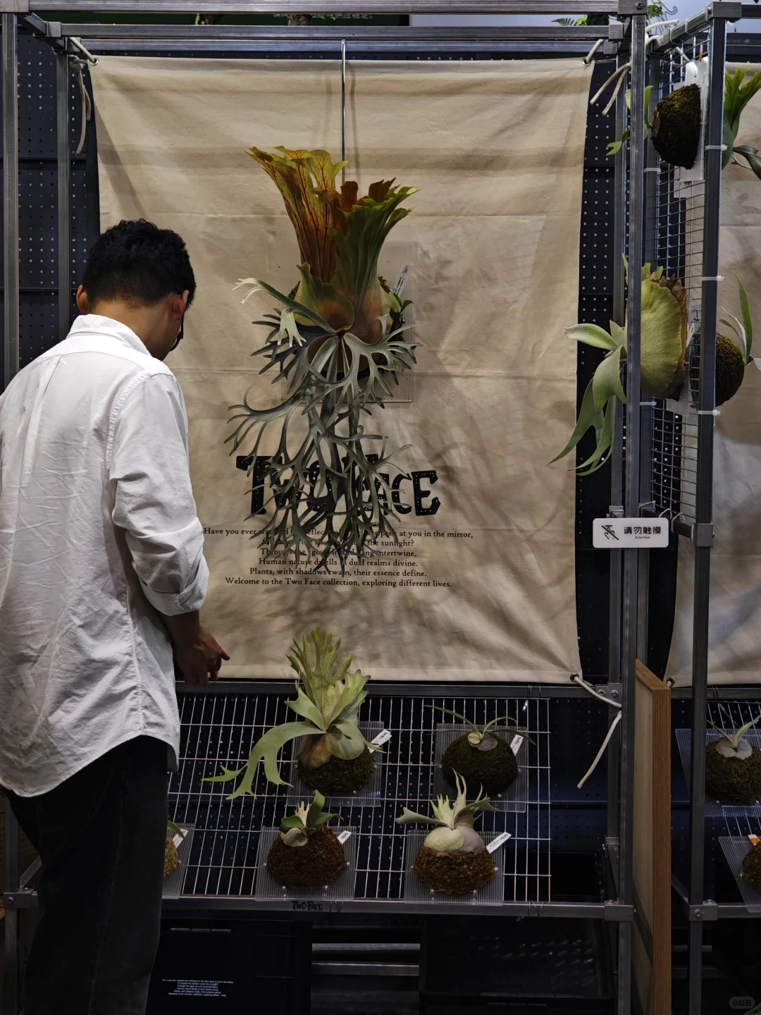 逛热植展就是有种太监逛青楼的无力感