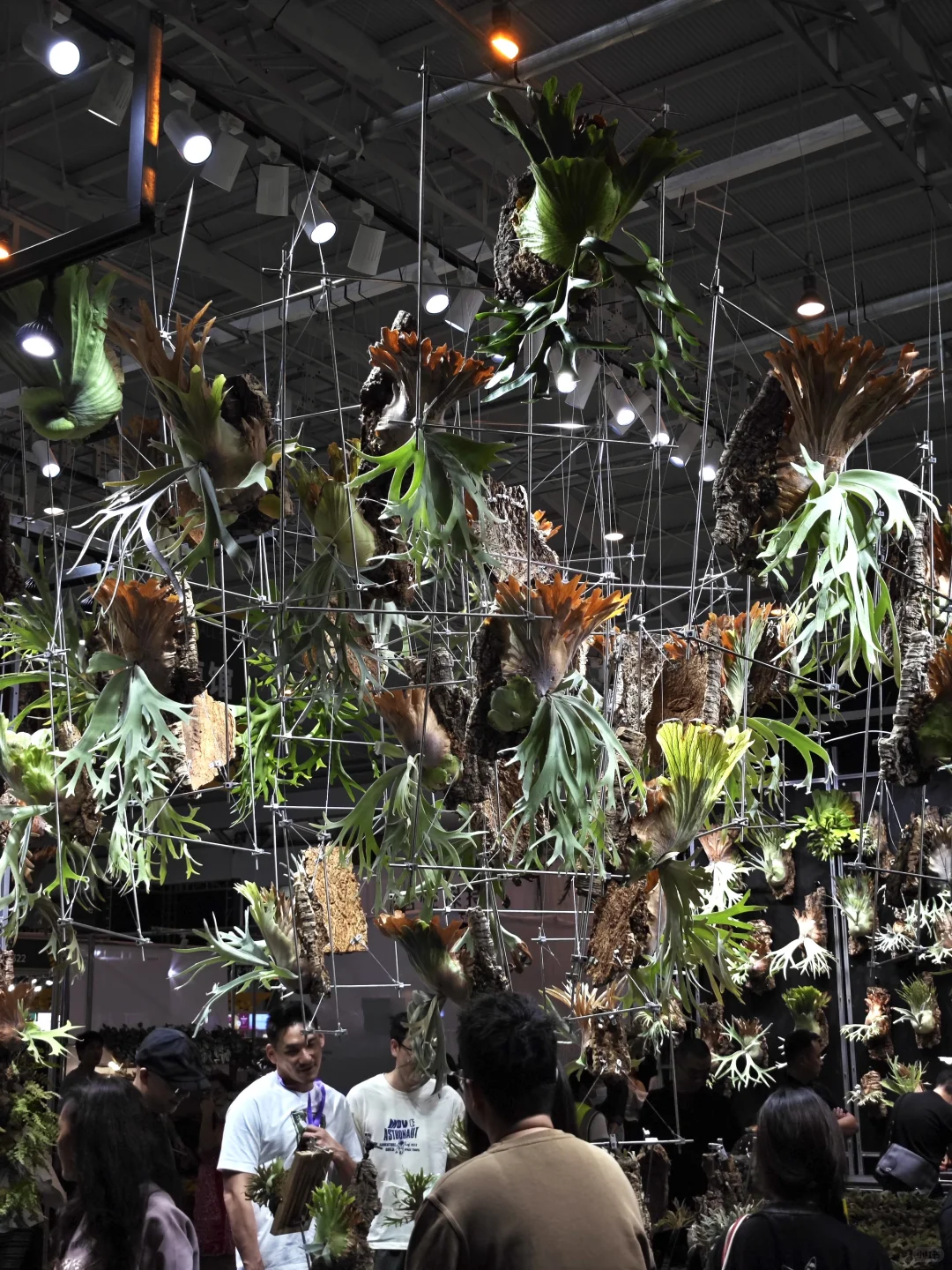 逛热植展就是有种太监逛青楼的无力感