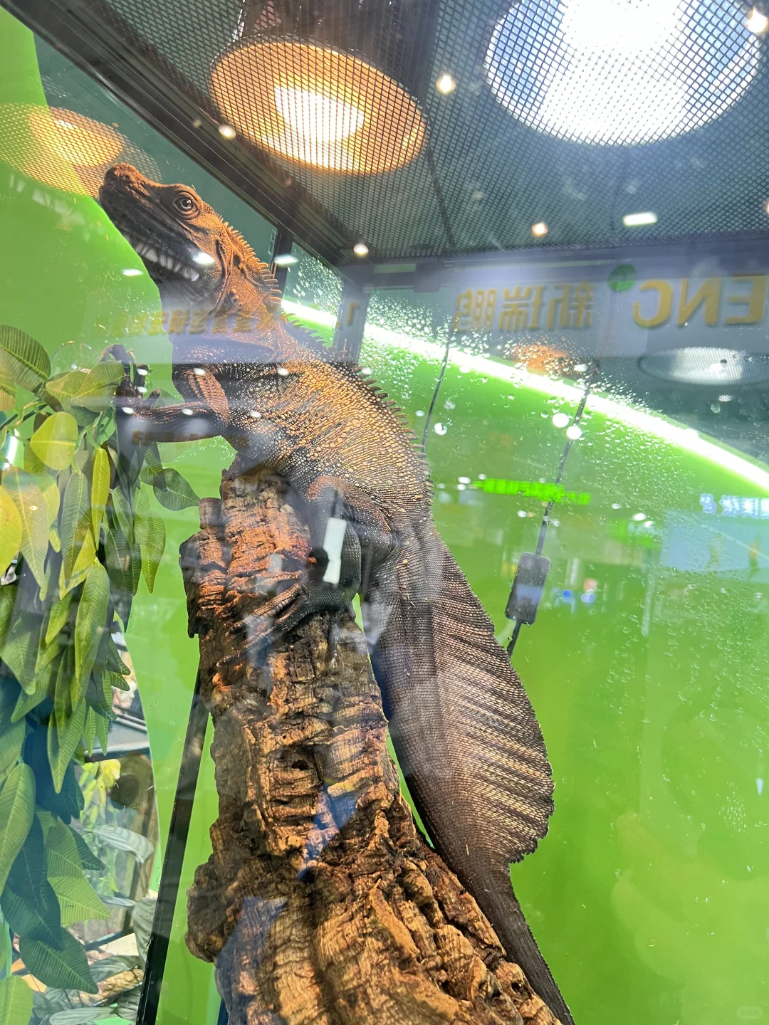 成都宠博会｜周末逛展攻略！给毛孩子薅羊毛