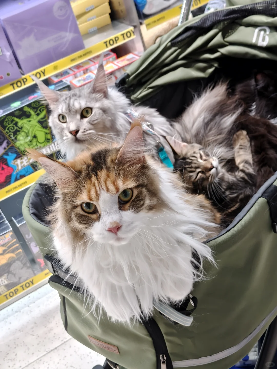 西安也有大型宠物超市了❗