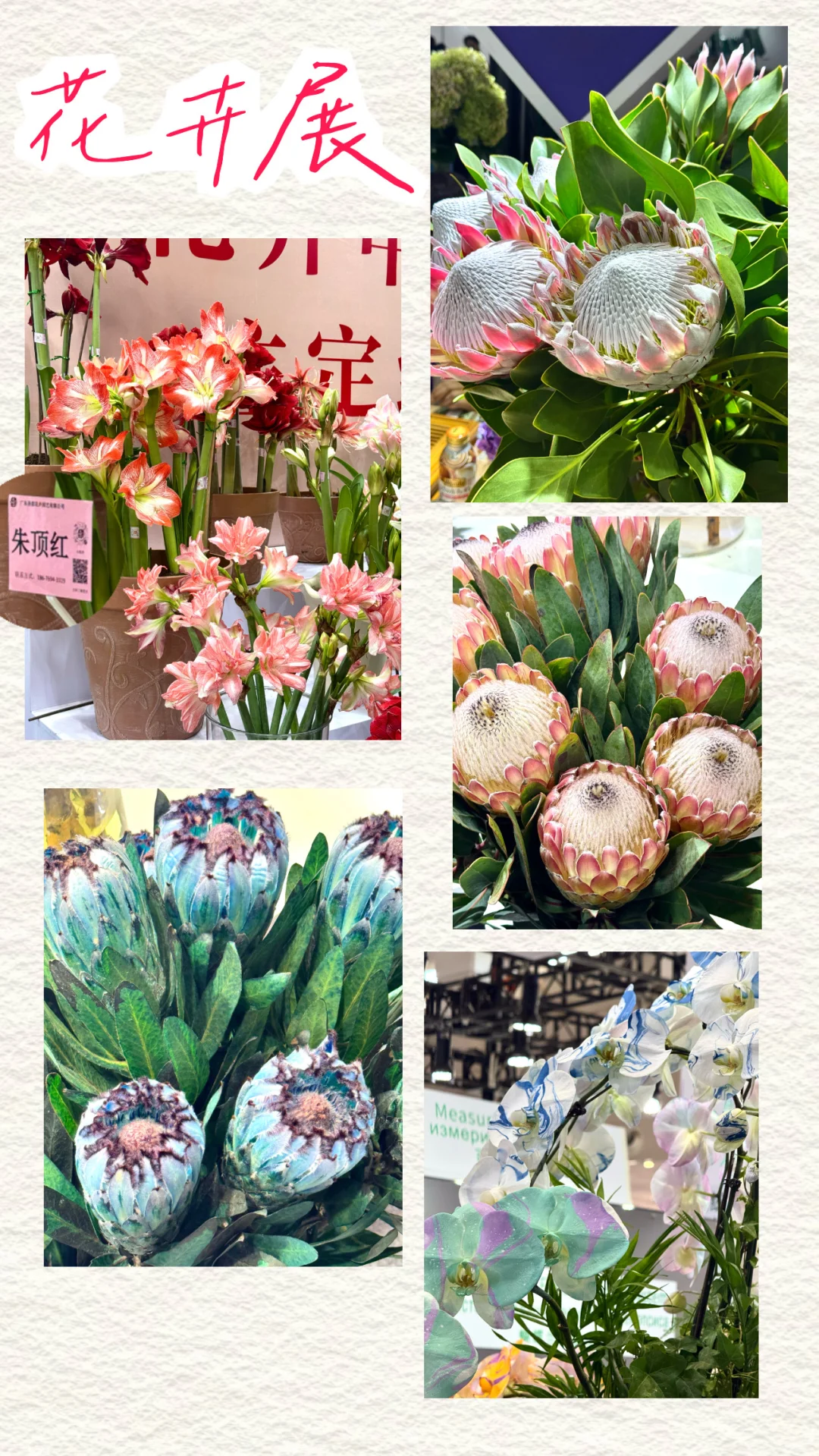 IFEX国际花卉园艺展会记