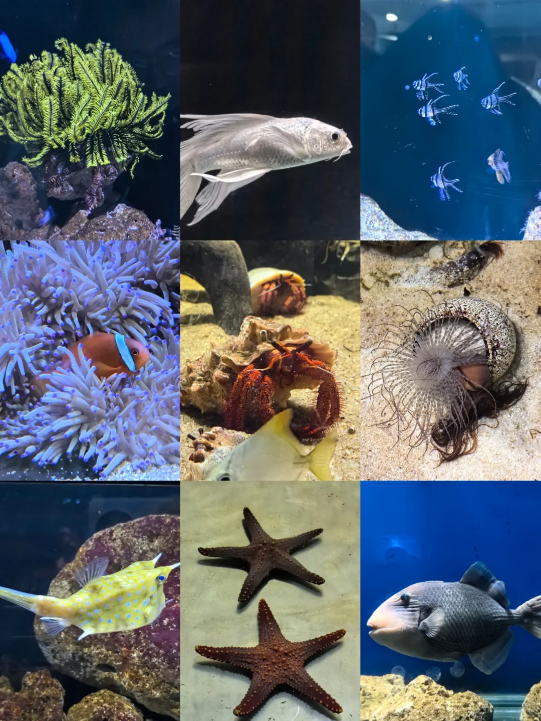 邯郸|早知道有海底世界还去什么三亚?