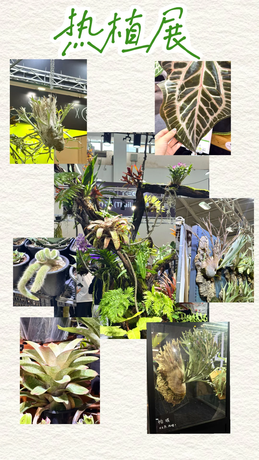 IFEX国际花卉园艺展会记