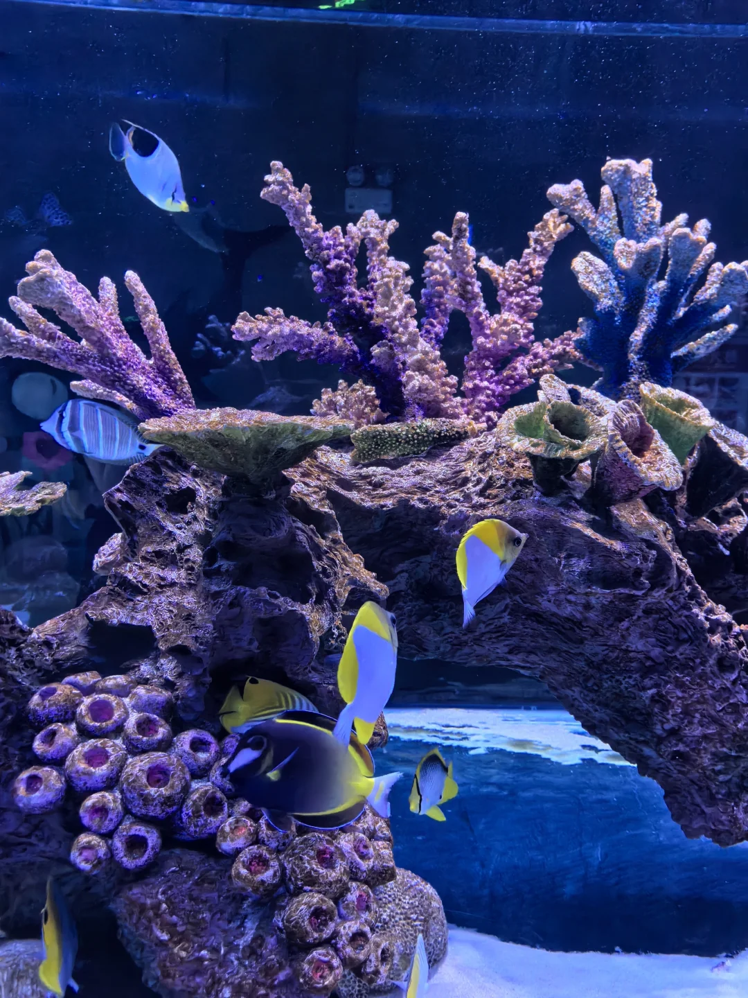 邯郸|早知道有海底世界还去什么三亚?