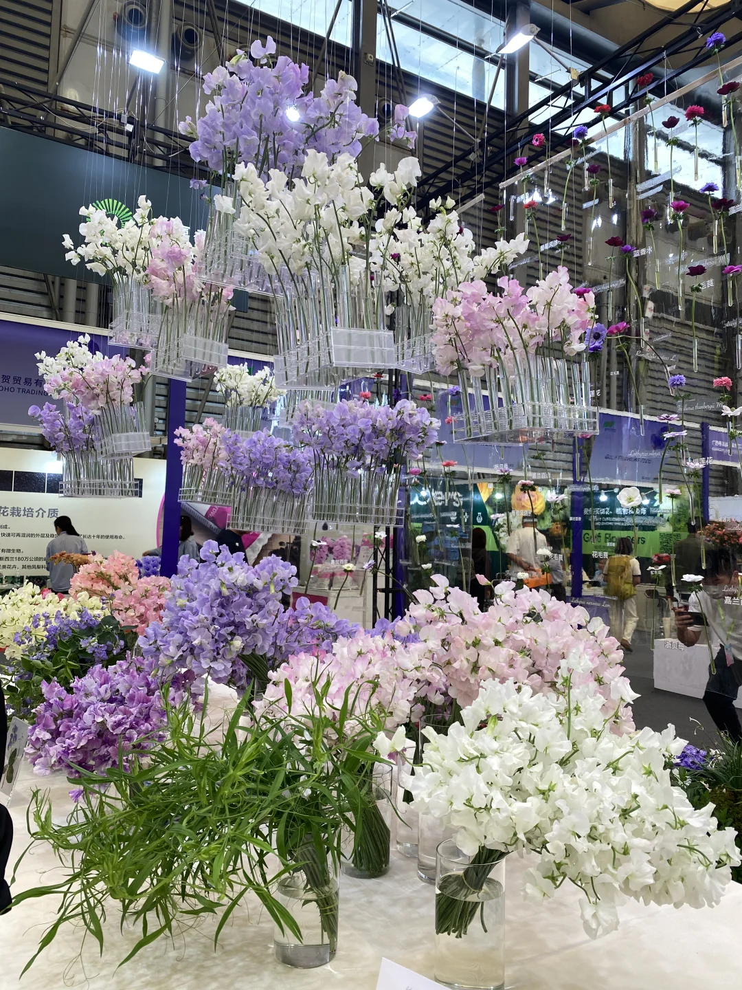 国际花卉园艺展归来