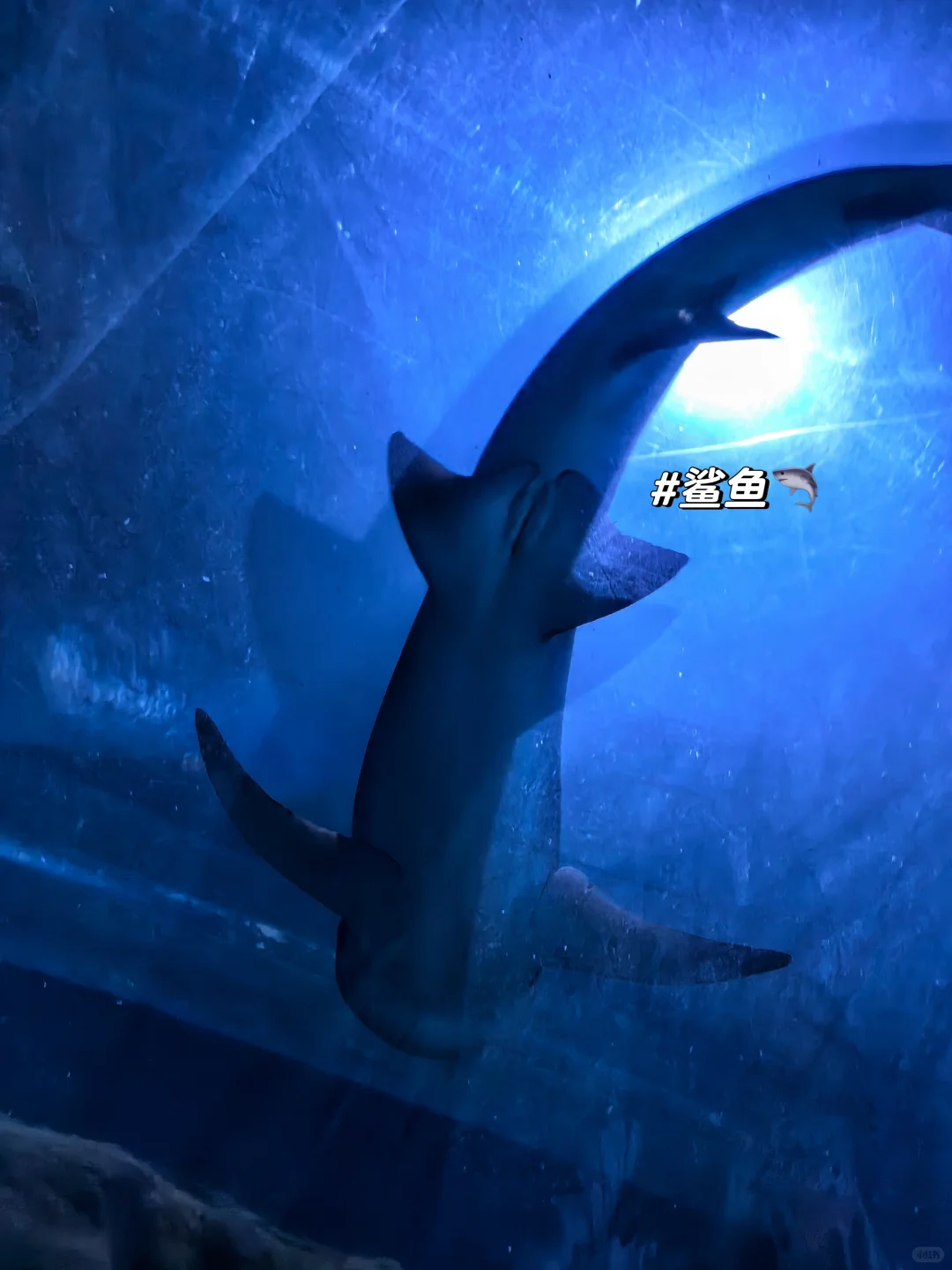 邯郸|早知道有海底世界还去什么三亚?