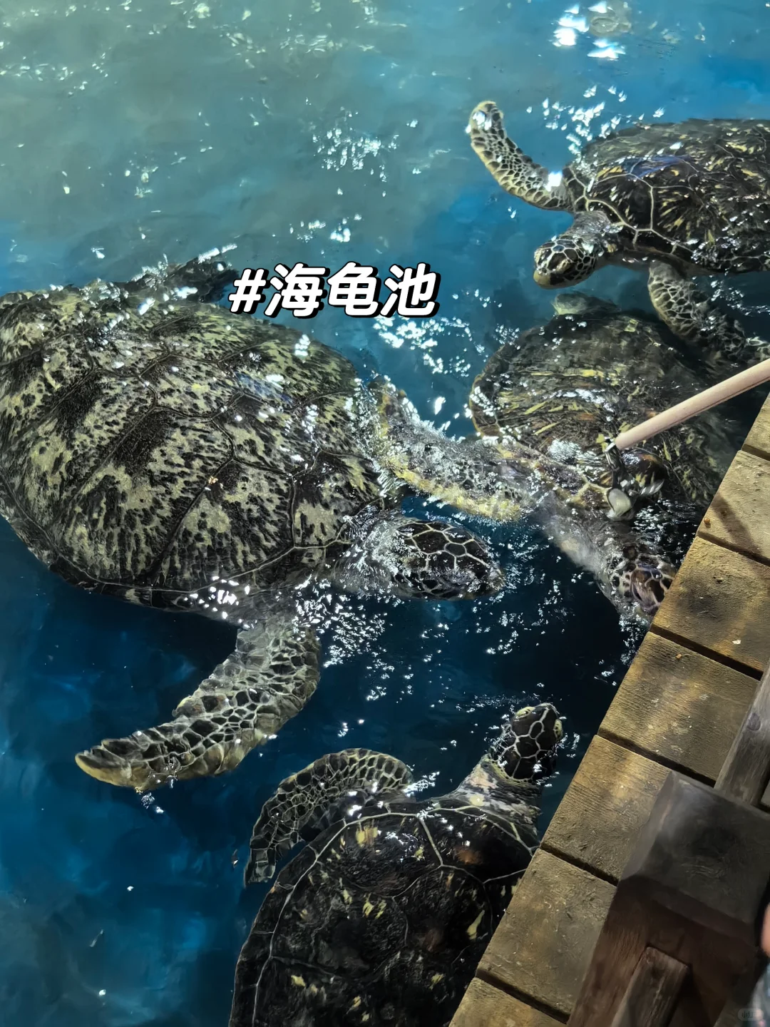 邯郸|早知道有海底世界还去什么三亚?