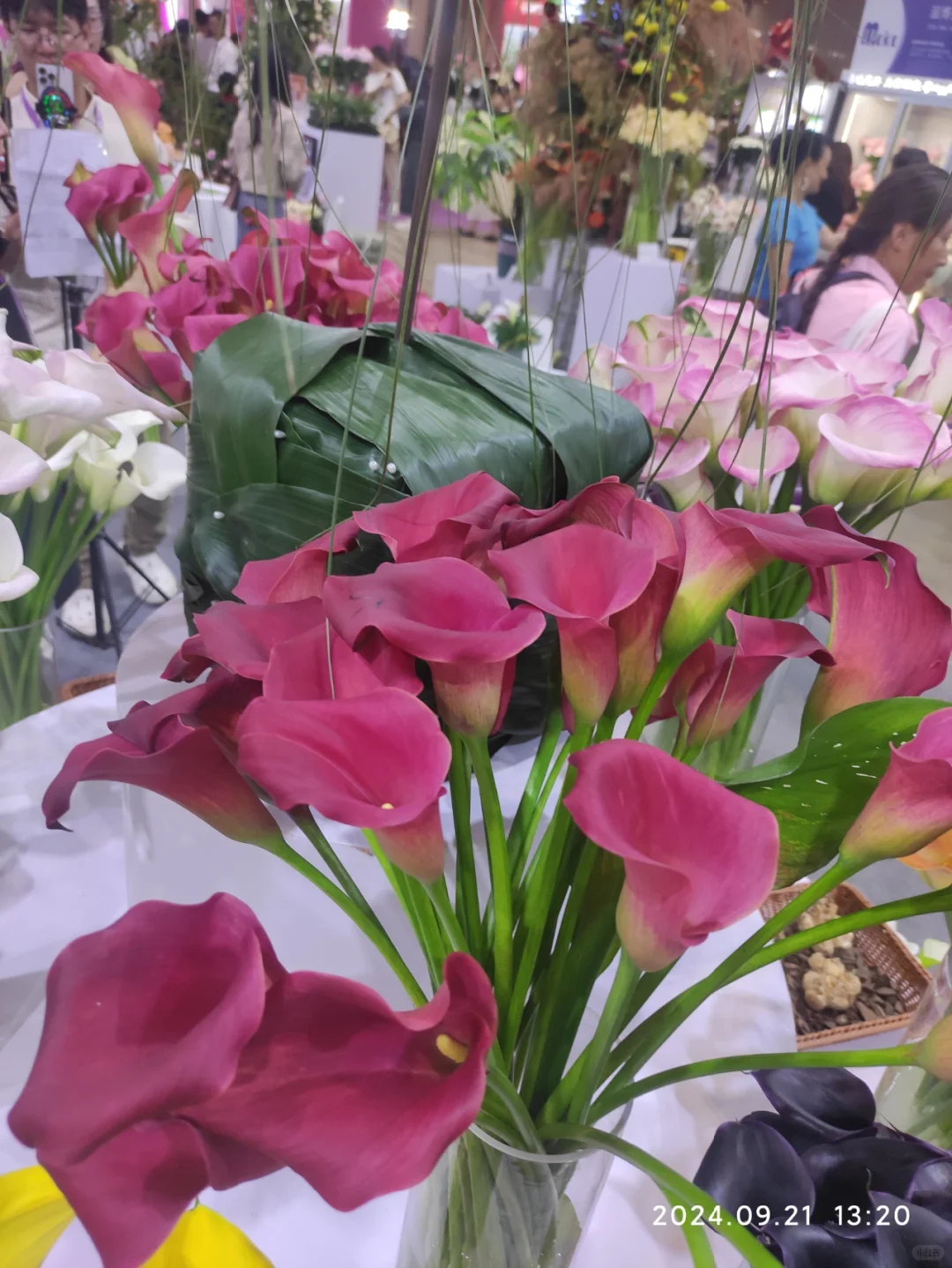 滇池会展中心的花卉展览