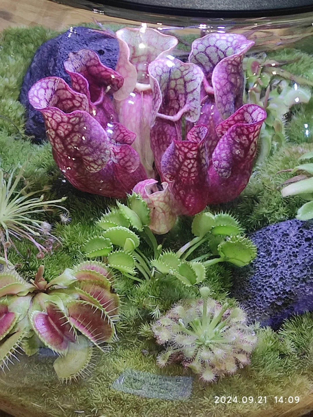 滇池会展中心的花卉展览