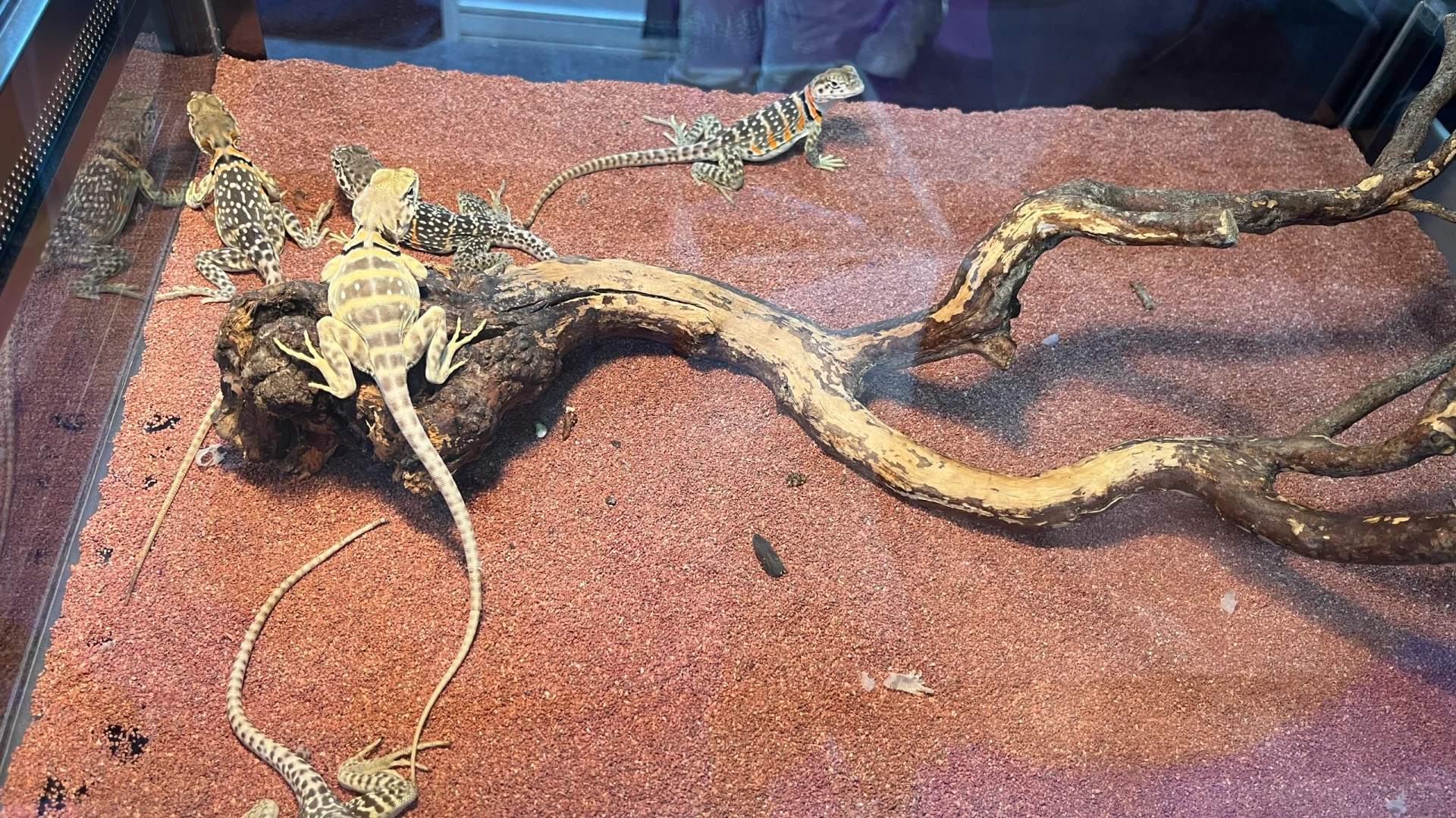 2025年广州潮宠展薅羊毛攻略