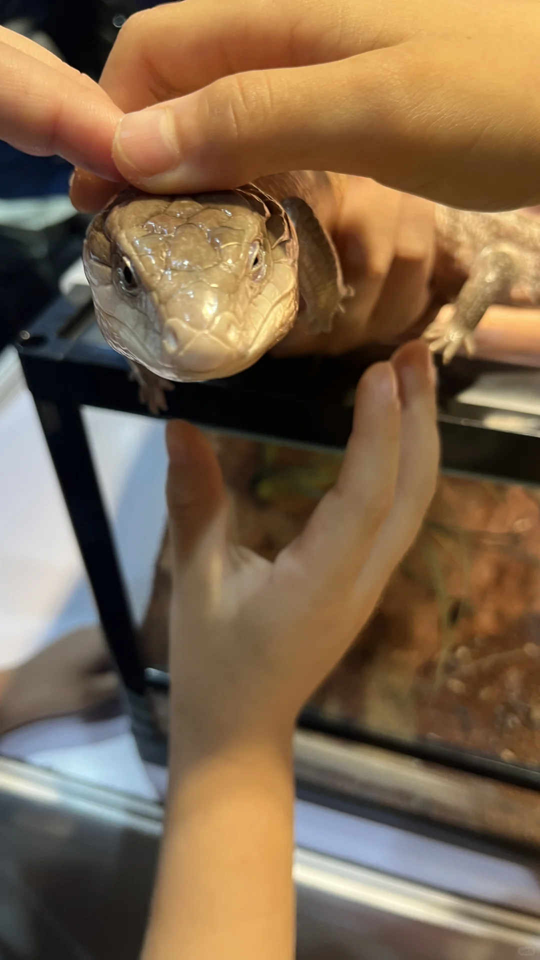 2025年广州潮宠展薅羊毛攻略