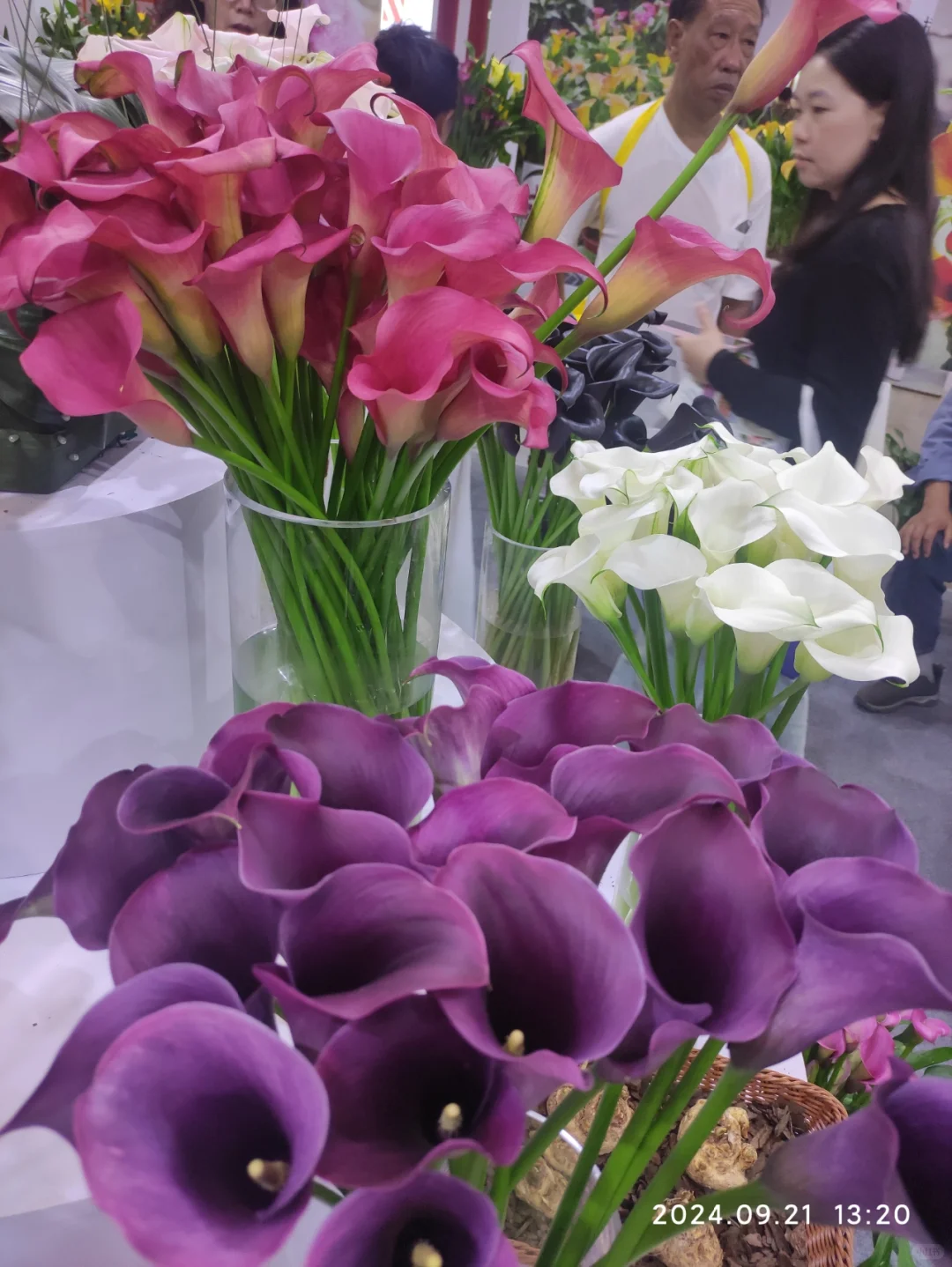 滇池会展中心的花卉展览