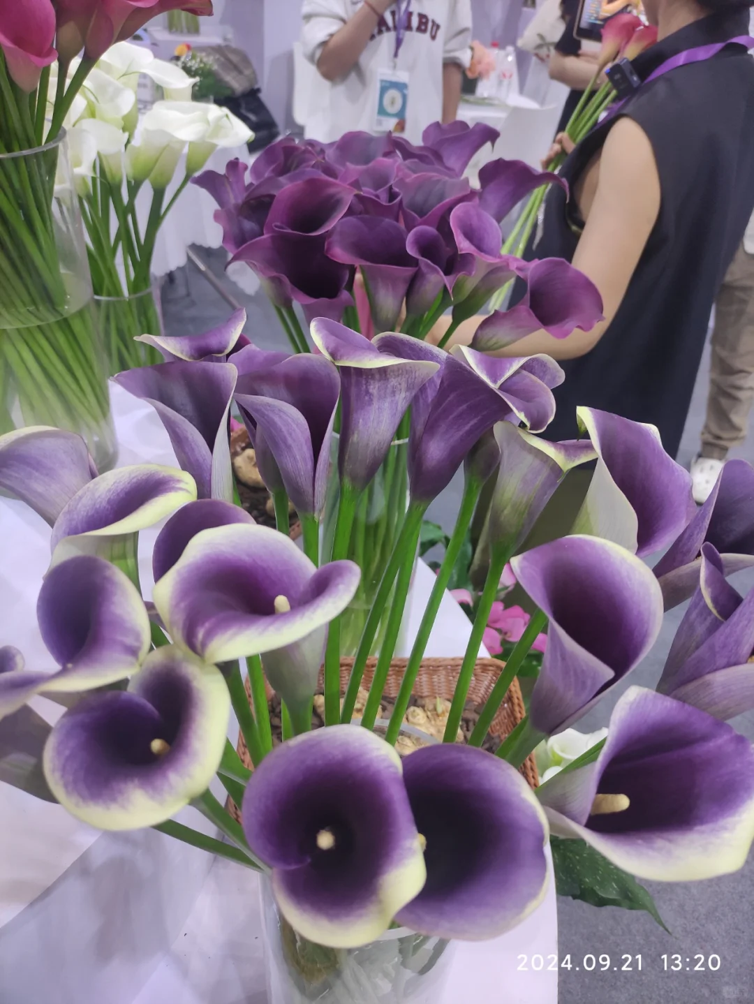 滇池会展中心的花卉展览