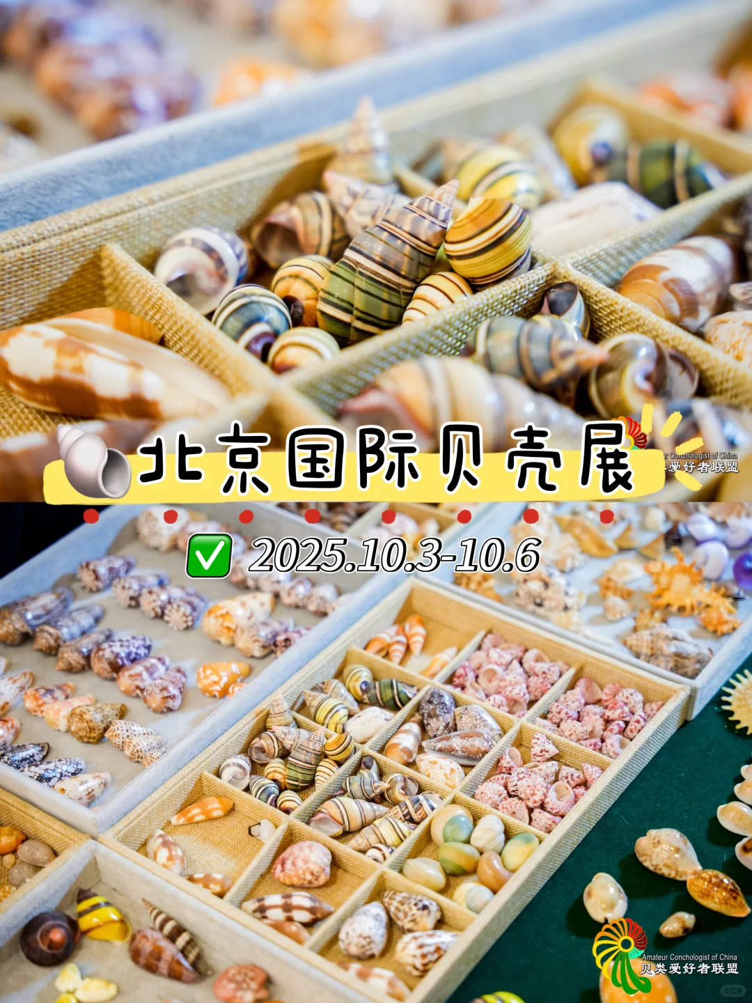 （北京）10月超好逛！贝壳主题市集来了！?