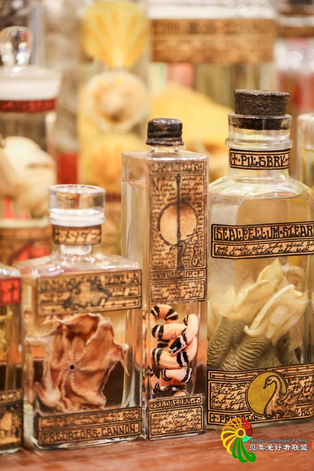 终于等到你～十一假期 国际贝展空降北京