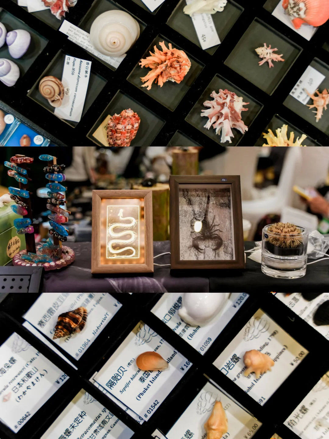 （北京）10月超好逛！贝壳主题市集来了！?