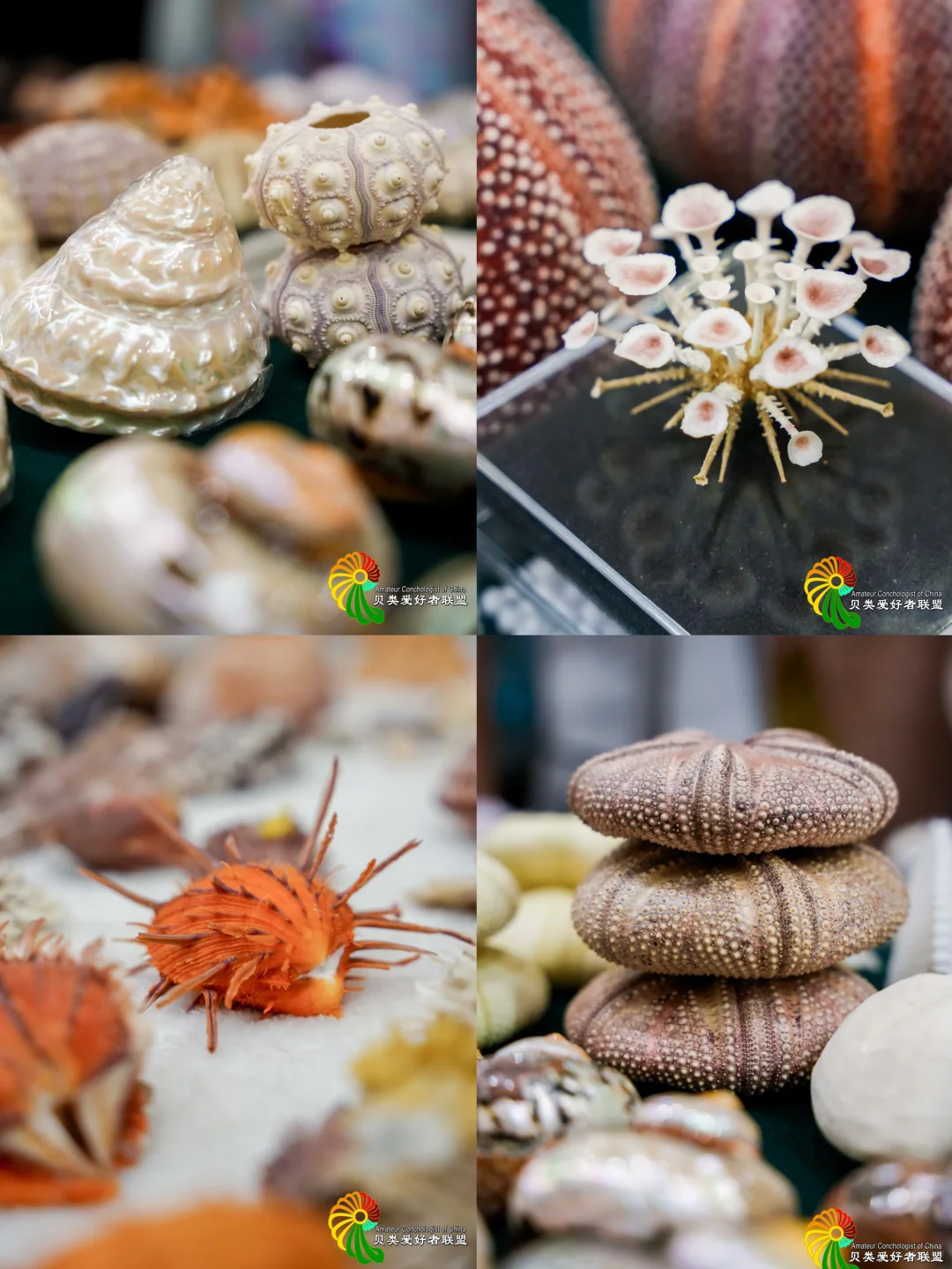 （北京）10月超好逛！贝壳主题市集来了！?