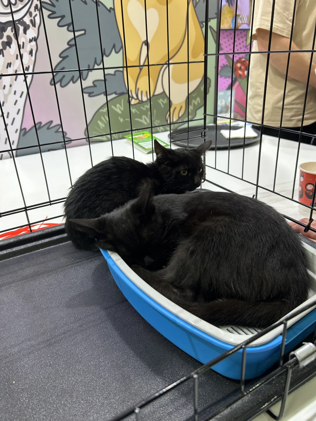 俄罗斯动物产业展