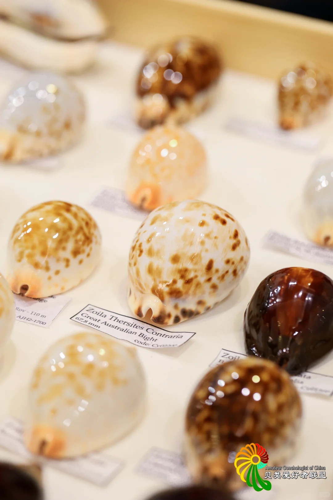 终于等到你～十一假期 国际贝展空降北京