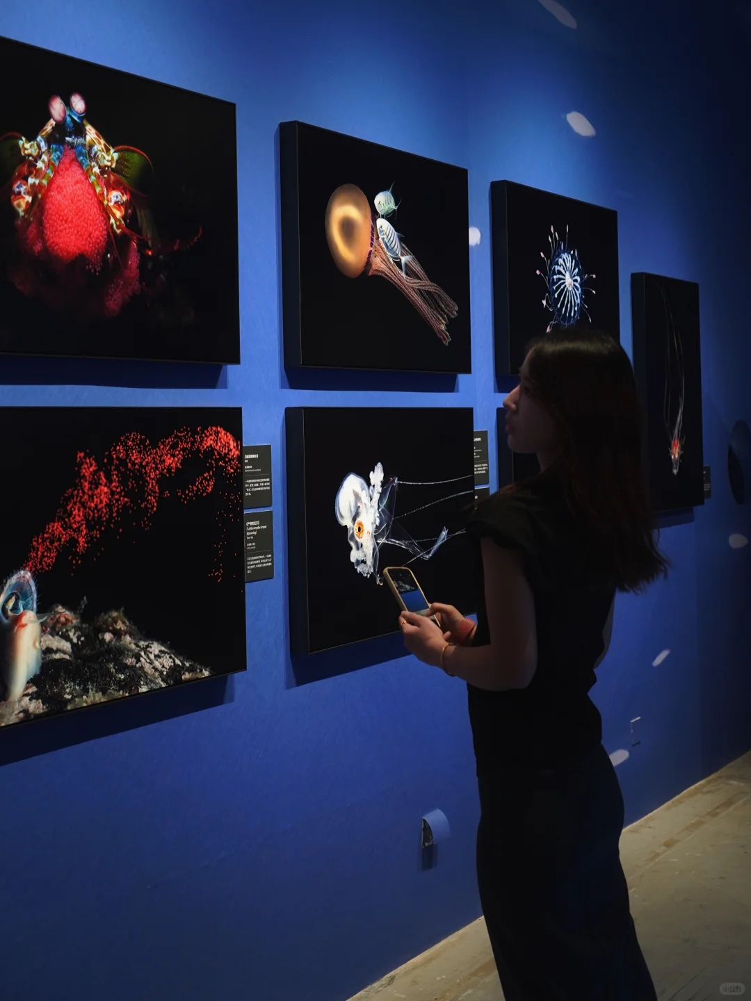 南京看展|走进国家地理的野生动物世界