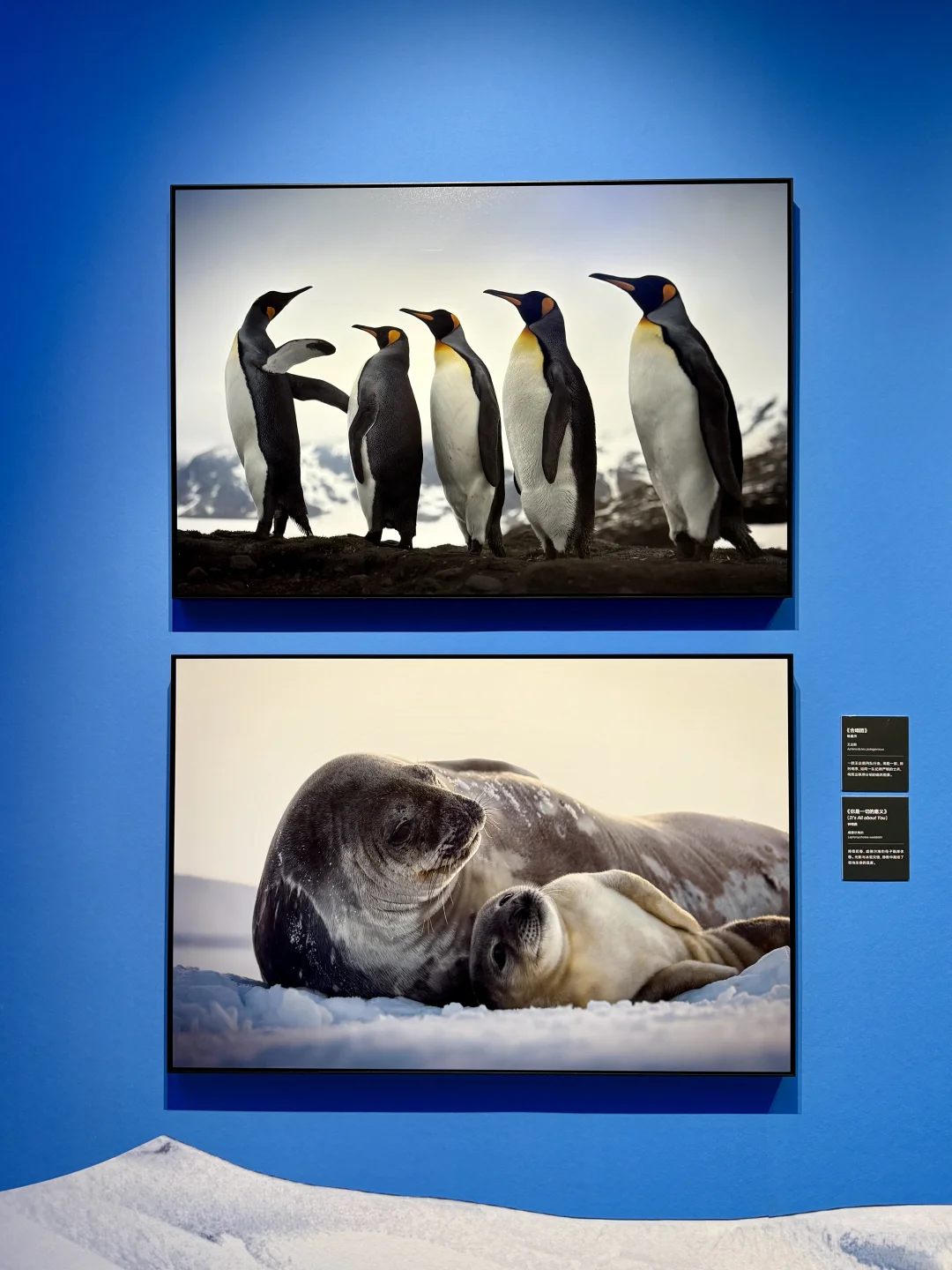 南京看展|走进国家地理的野生动物世界