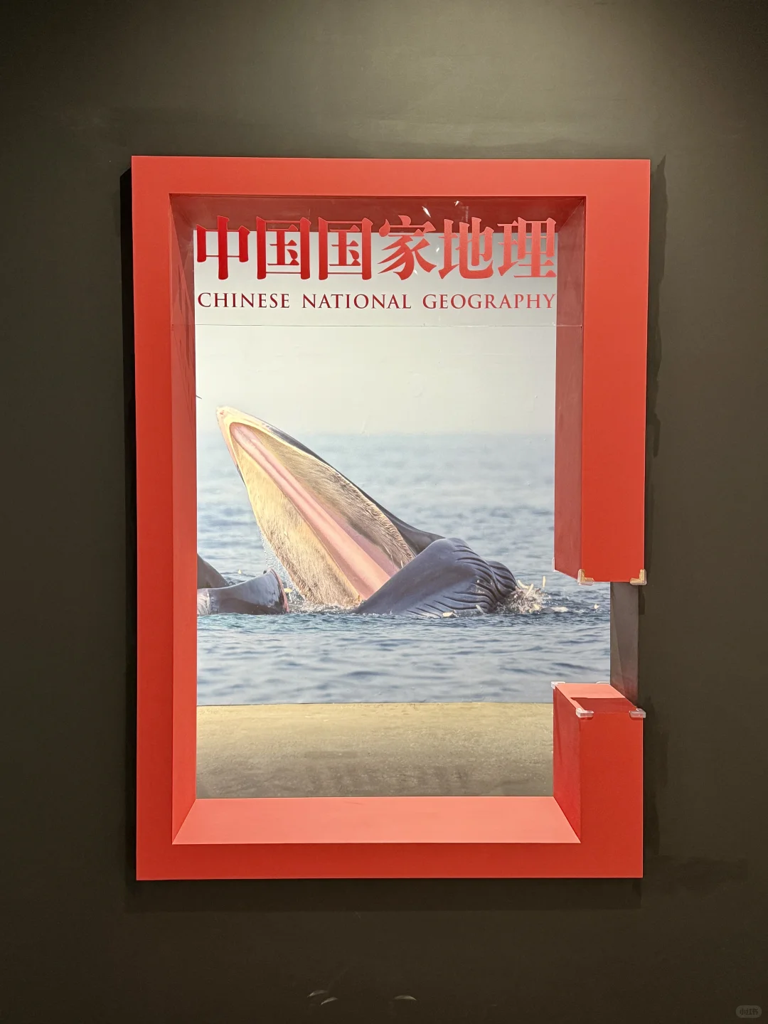 南京看展|走进国家地理的野生动物世界