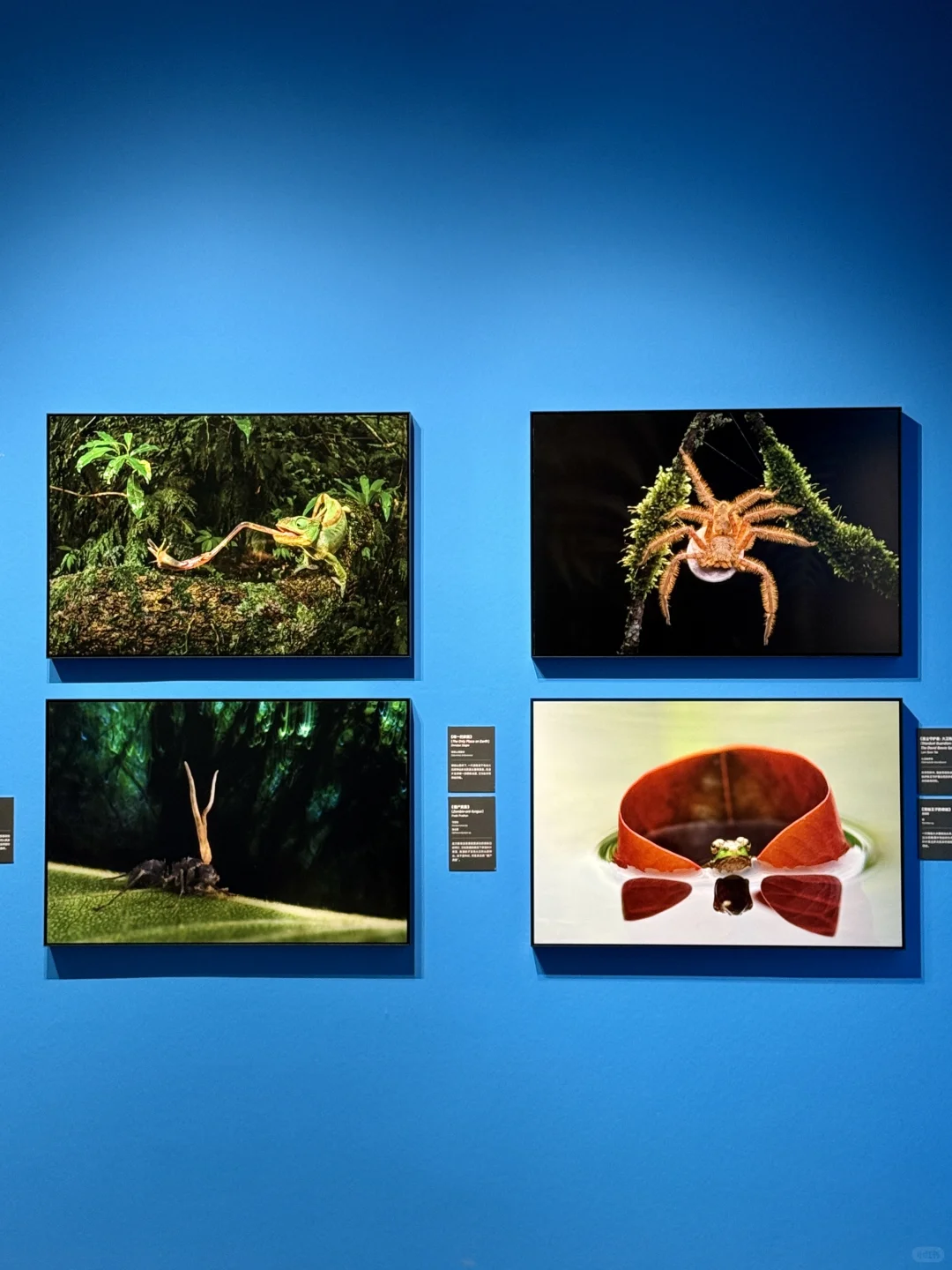 南京看展|走进国家地理的野生动物世界