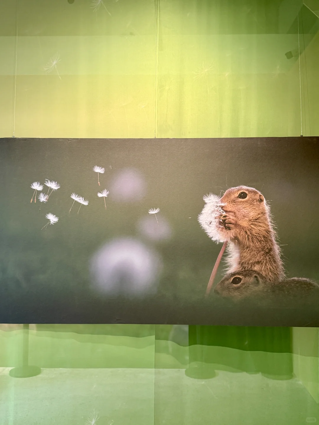 南京看展|走进国家地理的野生动物世界