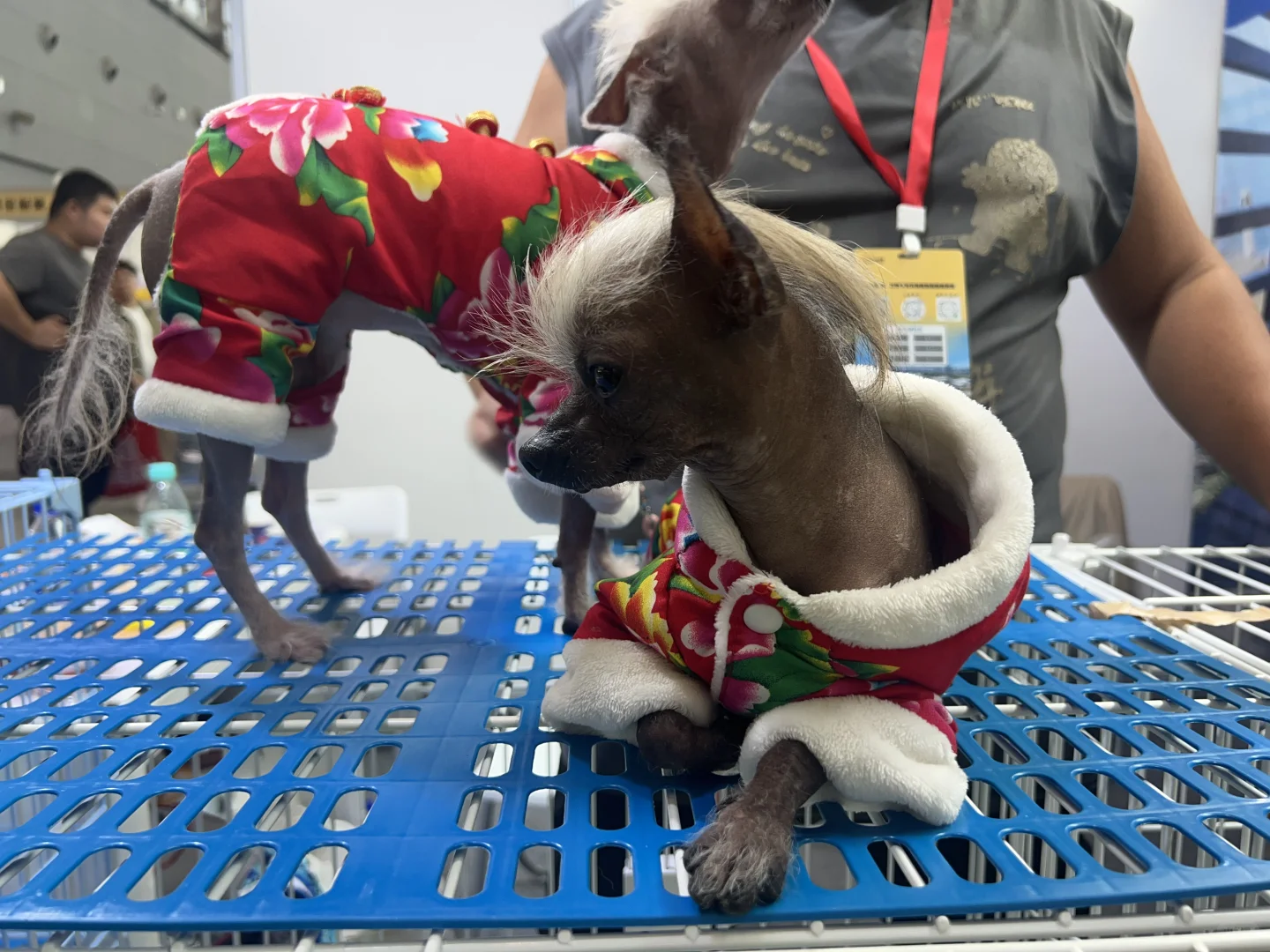 石家庄宠物博览会