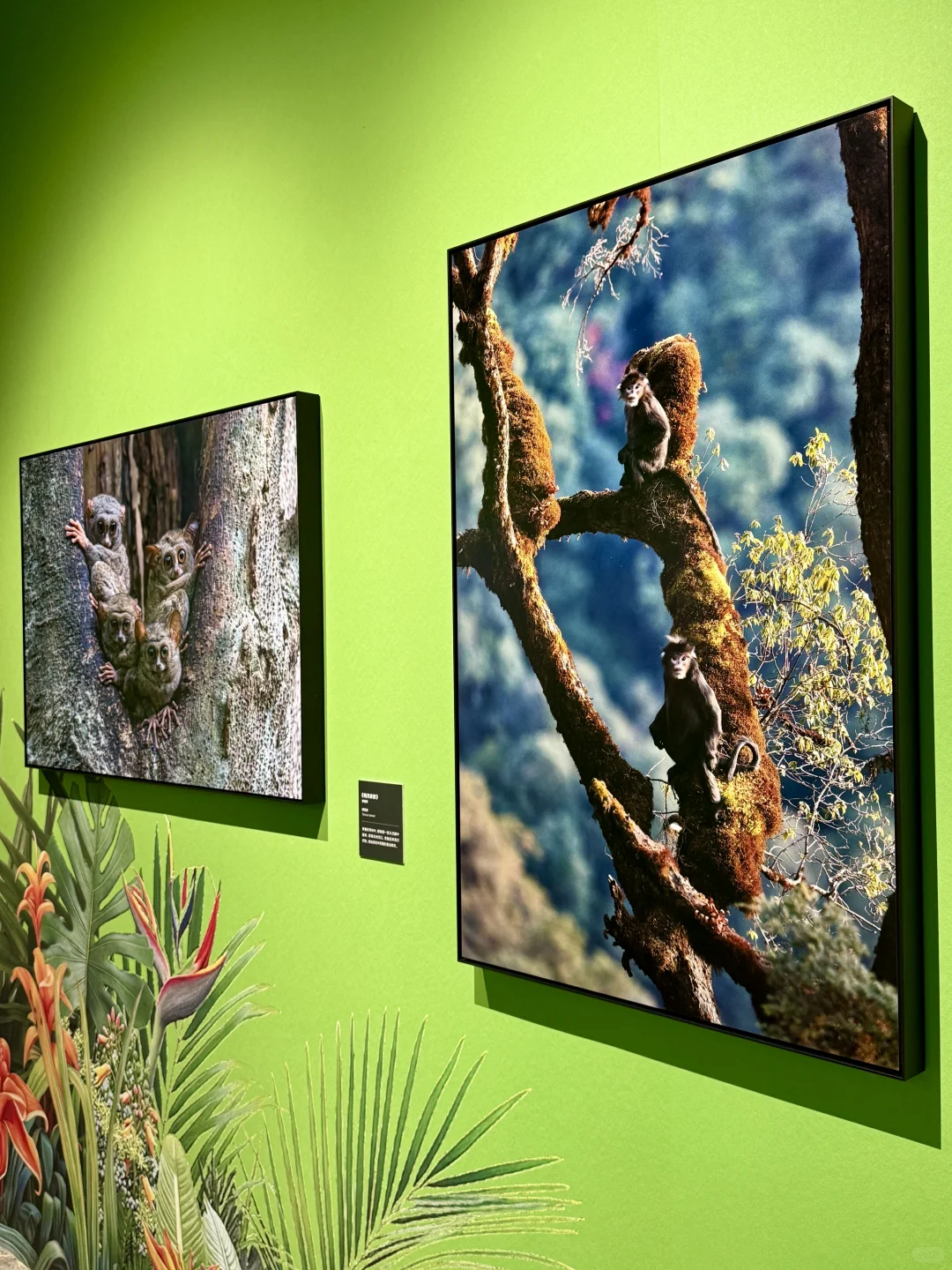 南京看展|走进国家地理的野生动物世界