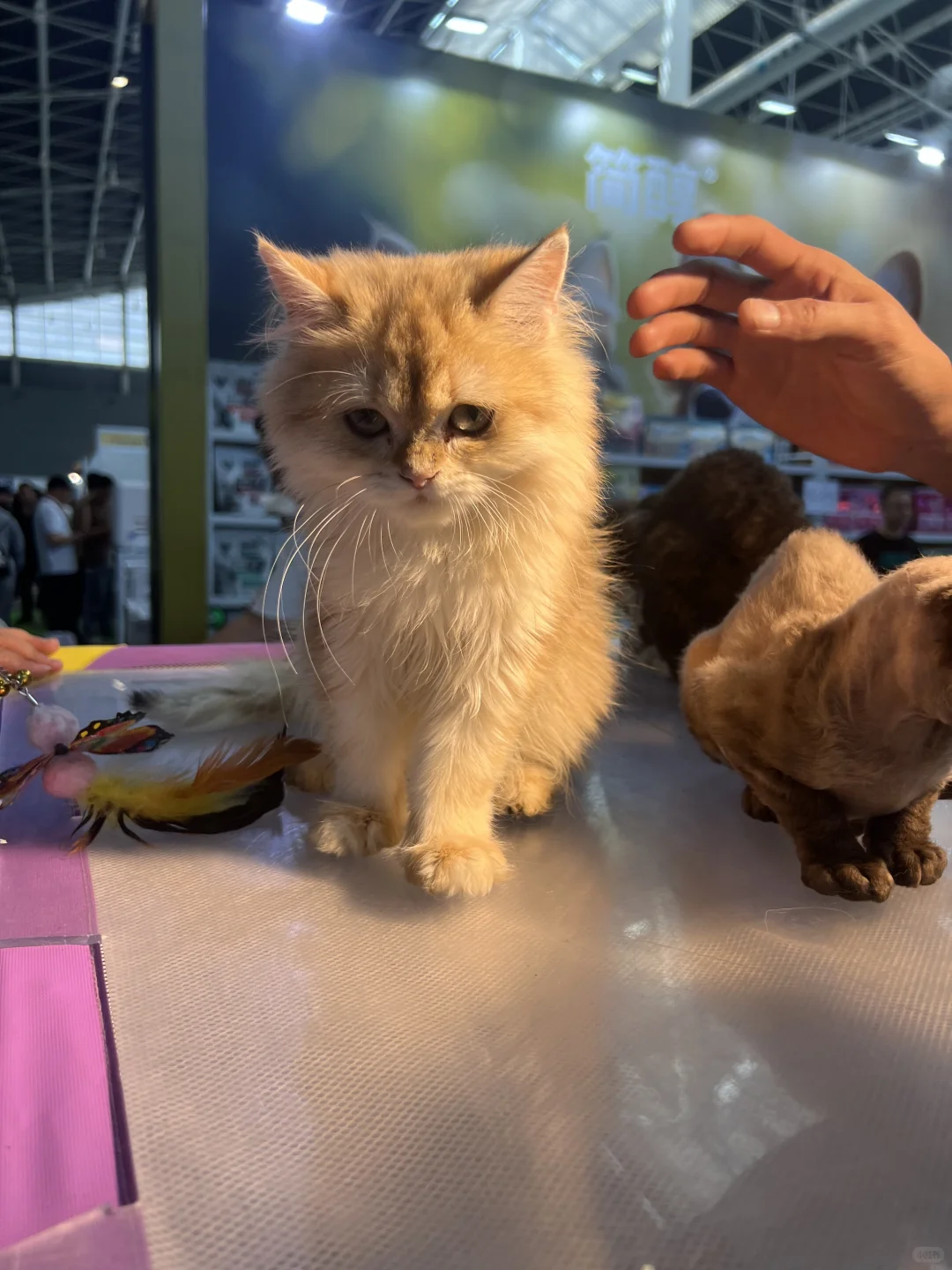 石家庄宠物博览会