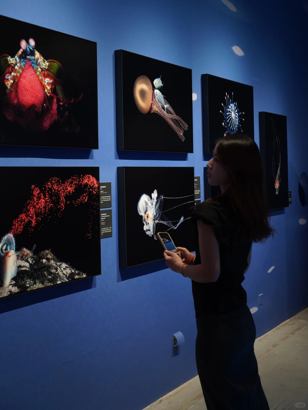 南京看展|走进国家地理的野生动物世界