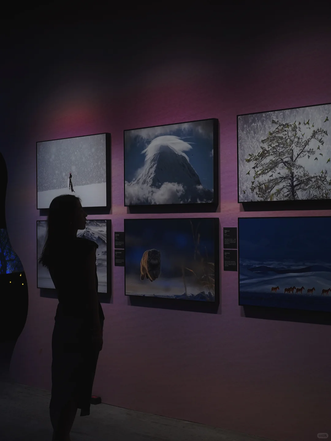 南京看展|走进国家地理的野生动物世界