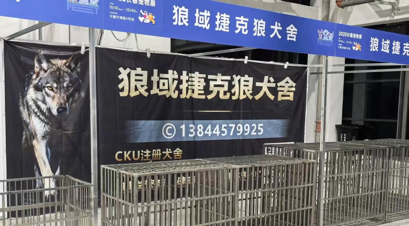 十一假期来长春宠物展与小狼相遇吧～
